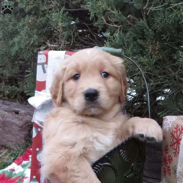 Vixen, Golden Retriever Puppy